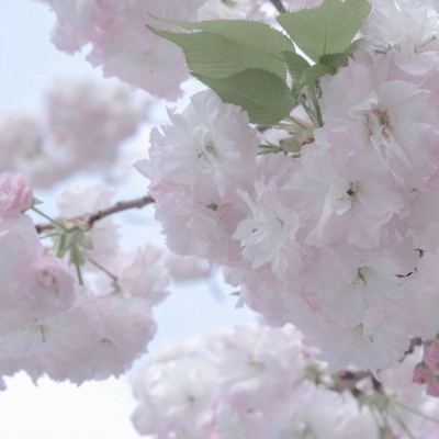 鼓楼福瑞交流群